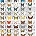 Custom Butterfly Listing
