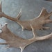 Beautiful set of Fallow Deer Antlers