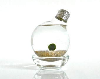 Marimo Moss Ball in a Repurposed Light Bulb, Lightbulb Aqua Terrarium, Light Bulb Aquarium Table Decor, Marimo Aquarium, Moss Home Decor
