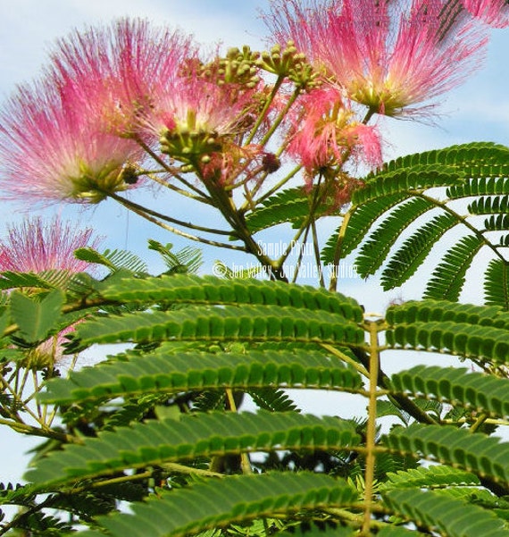 Sale Silk Tree 10 Seeds Mimosa Fast Growing By Serendipityseeds