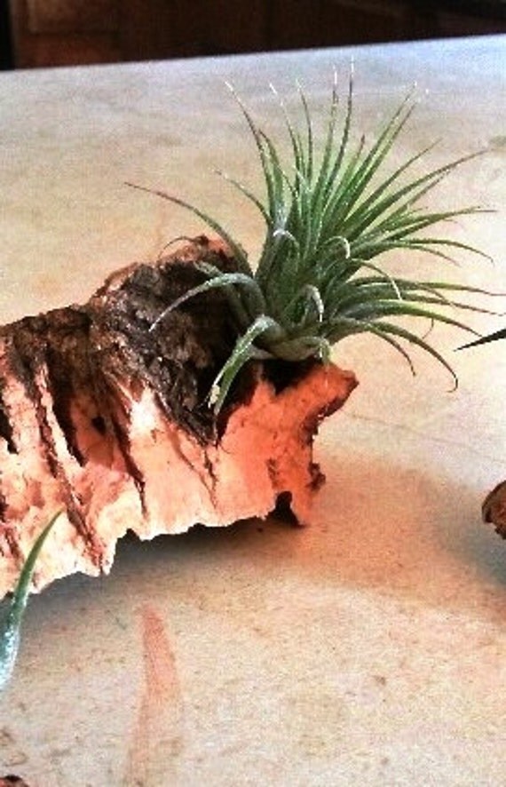 Natural Wood Cork Bark with Attached Ionantha by AirPlantStudio
