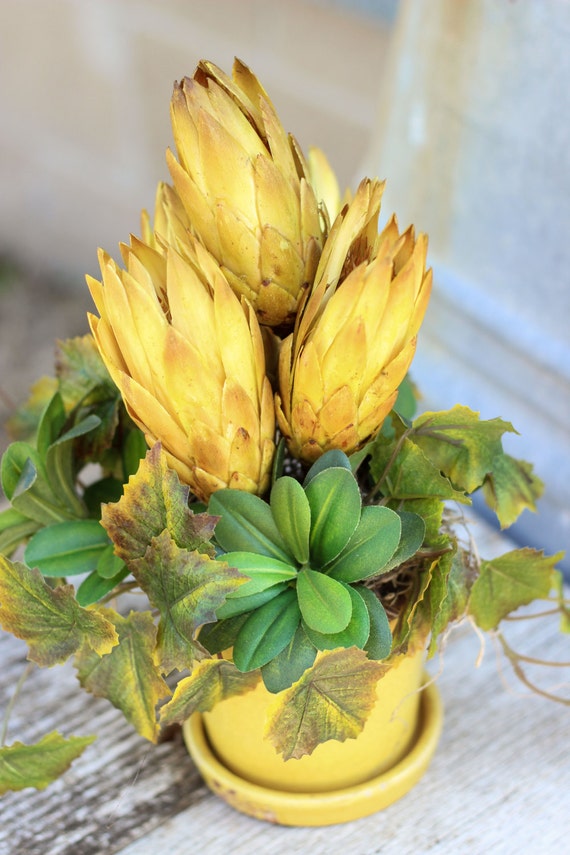 Gold Protea in Ceramic Pot Dried Table Arrangement