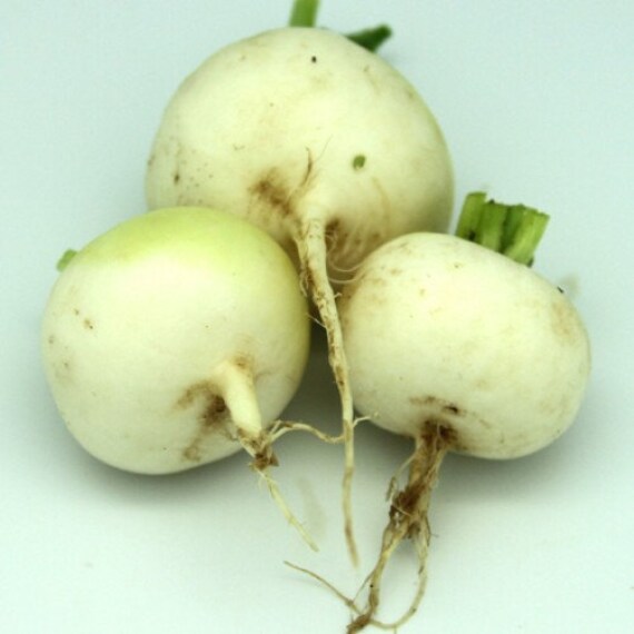 A 2g approx. 130 white Japanese radish seeds ACORD rare by seedslt