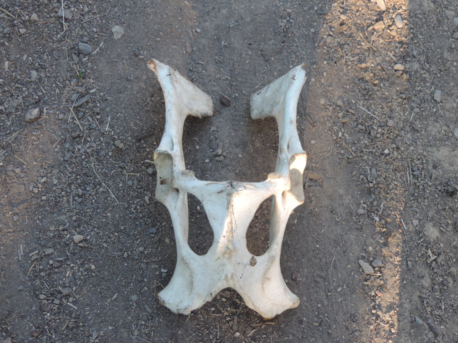 Elk Hip Bones by TradersBounty on Etsy