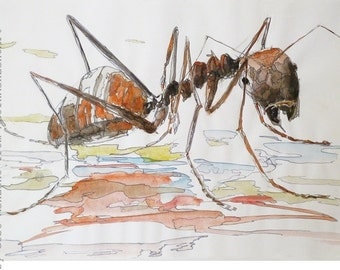 Water-color ant: A3 Digital print of water-color painting in limited edition of 5, original art by Cosé Manzano