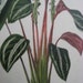 Large Van Houtte Botanical Print Peacock PLANT Maranta Vanden Heckei,