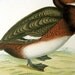 Beverly Morris British Game Birds Ferruginous Duck Dates to 1885 Antique Print