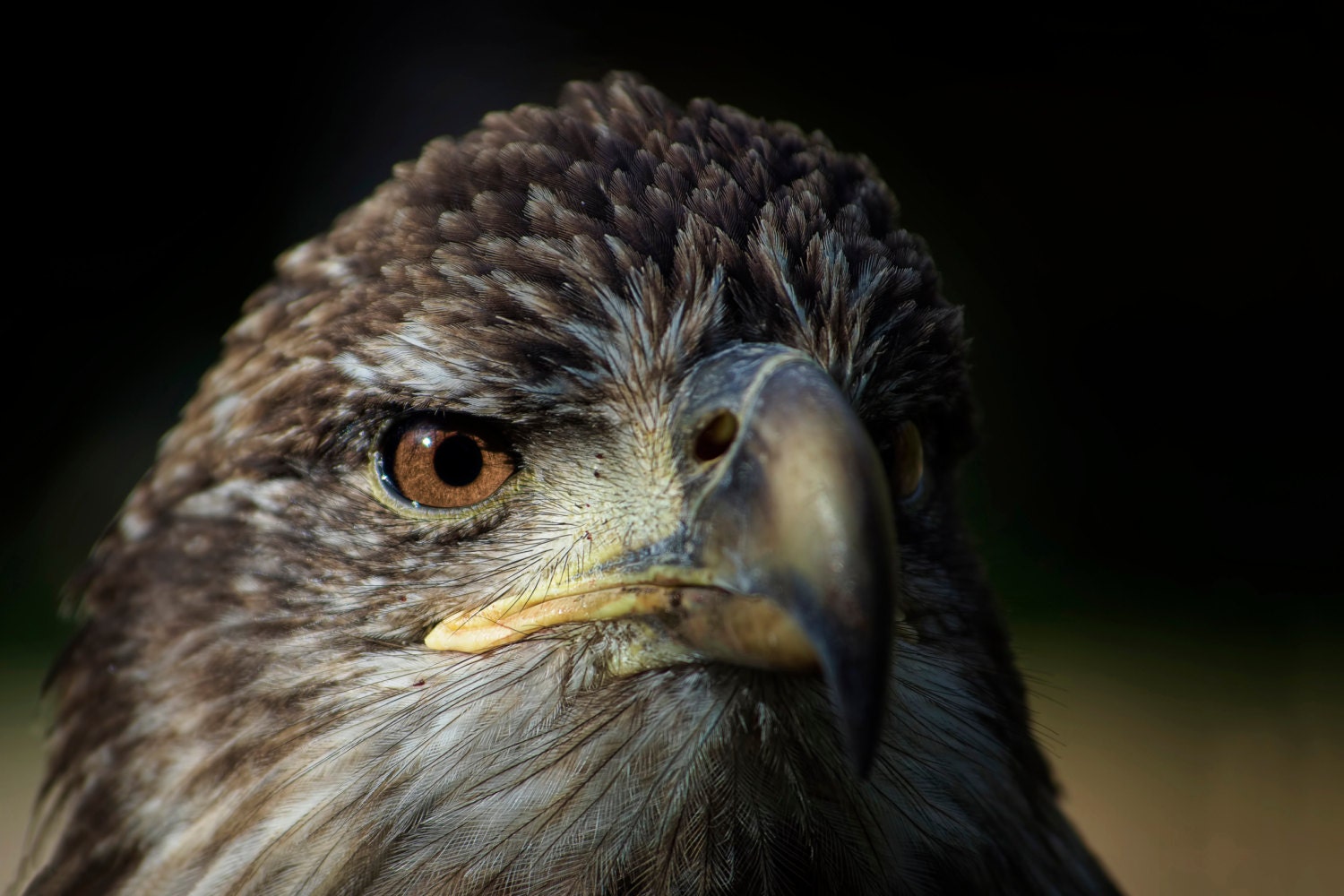 Baby Bald Eagle Print Nature Photography Animal Photo Bird