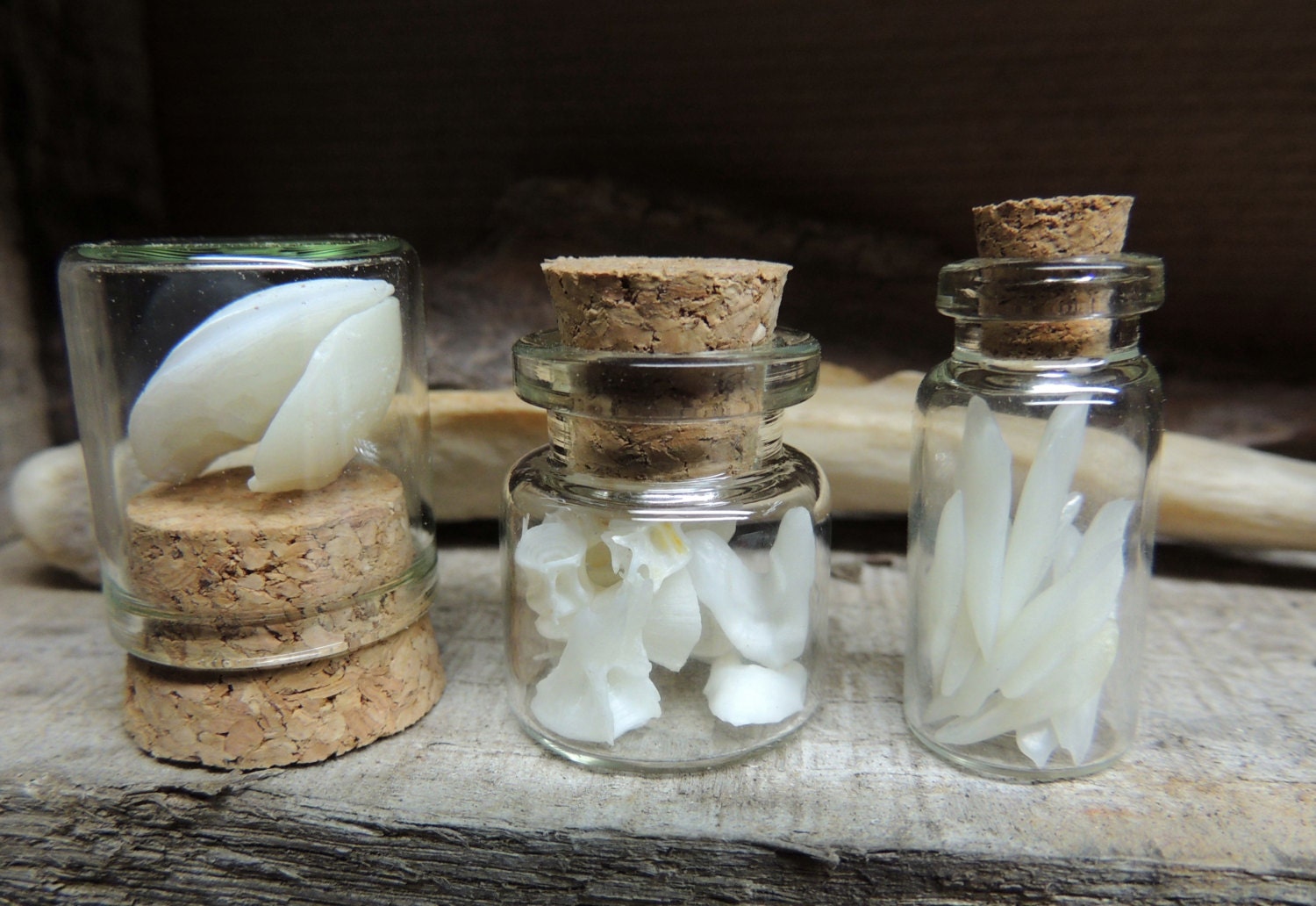 Specimen Collection White Drum Otoliths fish by RocksandVines