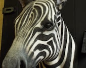Faux Taxidermy Zebra Head Animal Friendly Decorative Art Handmade in Wales, Great Britain Life Size