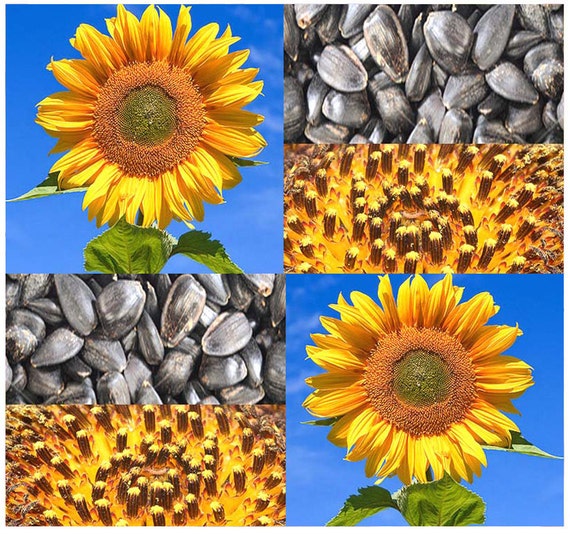 PEREDOVIK Sunflower Seeds Best For: Deer by ALLooABOUTooSEEDS