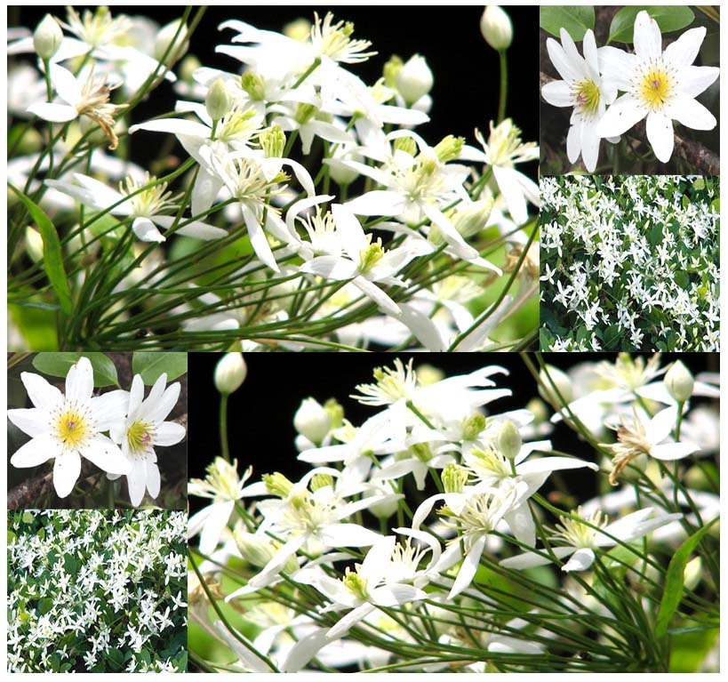 SWEET AUTUMN CLEMATIS Seeds Clematis paniculata Queen Of