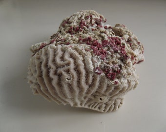 Beach Decor / Sea Coral / Nautical Decor / Home Deco r/ Wedding Decor /Summer Decor / Craft Supply
