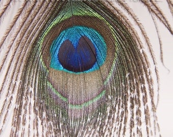 Peacock Decor / Peacock Feather Print * 8.5x13" High Resolution Macro Photography / Peacock Decorations / Printable Art // Instant Download