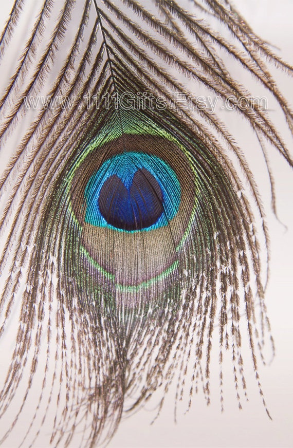 Items similar to Peacock Decor / Peacock Feather Print * 8.5x13" High ...