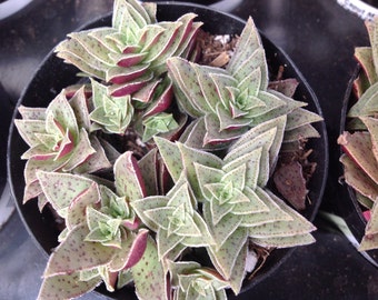 Succulent plant, Crassula Caput Minima, forms mats shaped like stacks of small triangular leaves arranged in opposite positions.