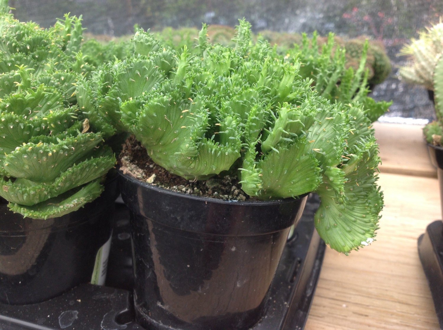 Succulent plant Euphorbia Flanaganii Cristata. Beautiful fan
