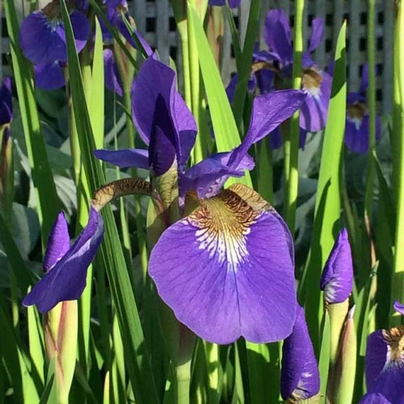 Japanese Iris Flower Essence purple 1 oz Miron by ElandraArts