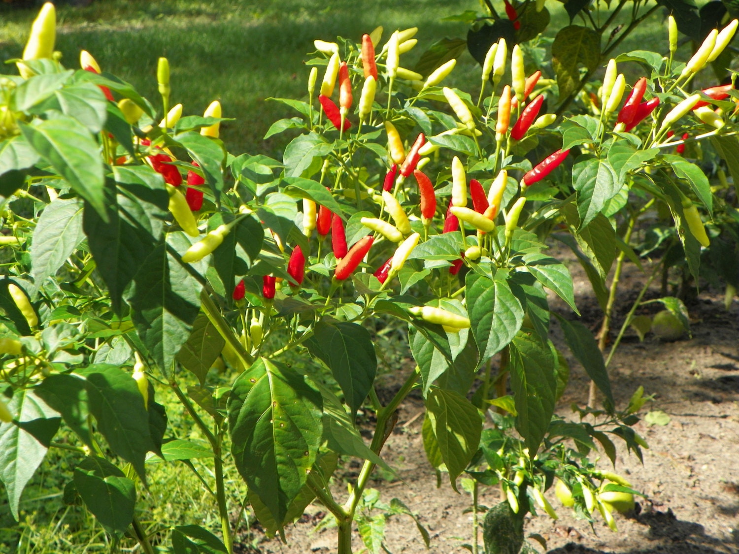 Wild Pepper