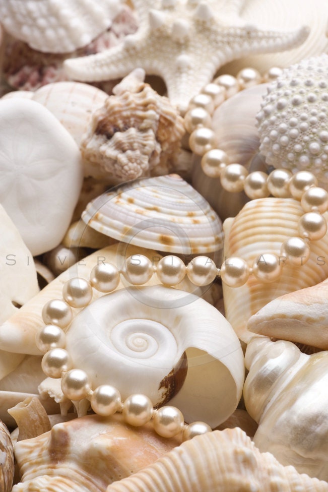 Seashells and Pearls Photography Background by SilverSpiralStudio