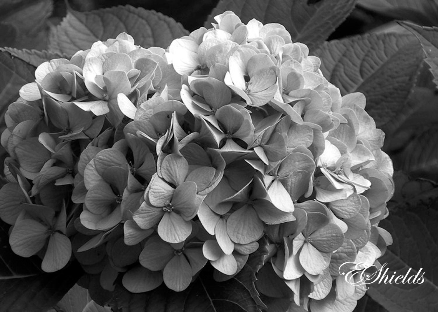 Black and White Hydrangea SALE