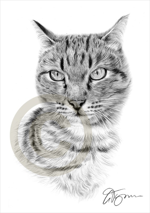 Tabby Cat pencil drawing print A4 size artwork signed by