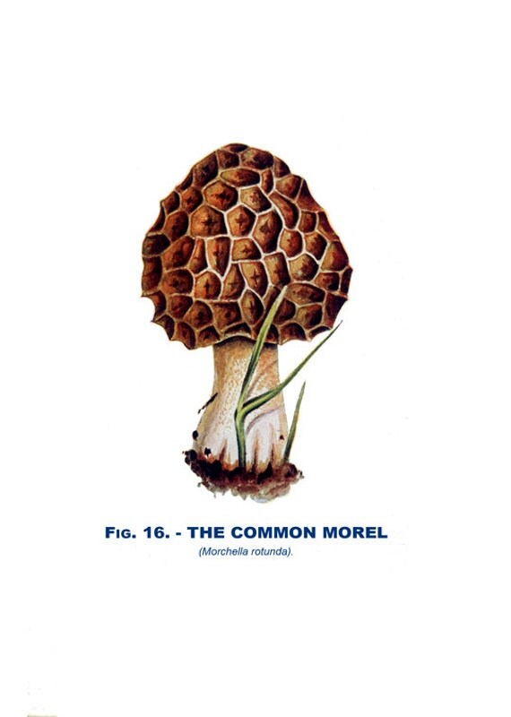Common Morel Mushroom Reproduction Mycology Print 1926