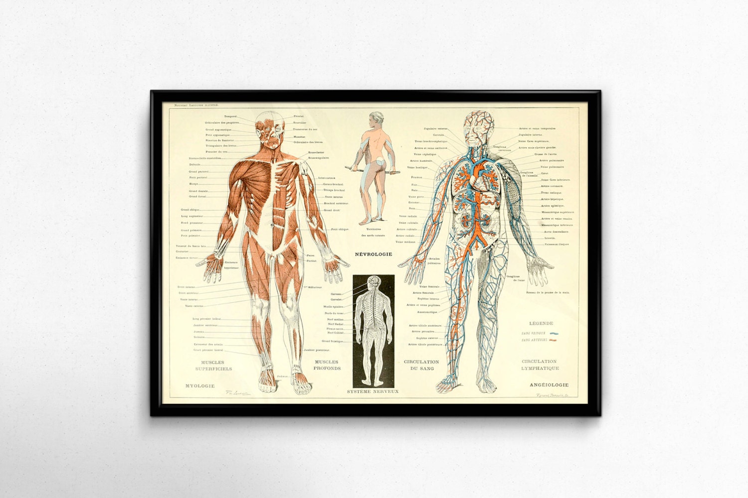 Орган орган атлас атлас. Анатомические плакаты. Анатомический плакат человека. Анатомический атлас человека. Постер анатомия.