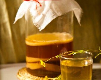 Live ORGANIC Kombucha Scoby Mother Cultures ∅5". Tea Kombucha Culture-ORGANIC. Brew your own probiotic and healthy Kombucha drink
