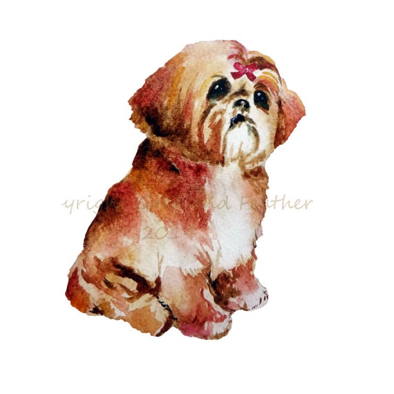 clip art shih tzu dog - photo #10