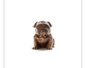 Fine Art Project - Photograph of an English Bulldog - front (Archive No. 9858-260314)