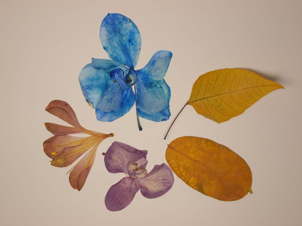 Dried Pressed Orchids Flowers Botanicals Leaves