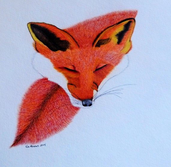 Red Fox Pen Ink Drawing Print Animal Print Wildlife Art 8 X 10