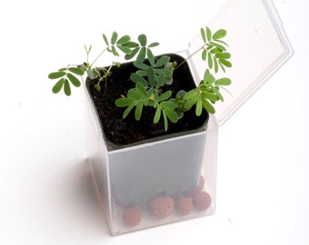 SALE Sensitive Plant Kits -- 3-Pack! It Moves When Touched -- Grow Your Own Sensitive Garden on SALE Mimosa Pudica Seeds DIY