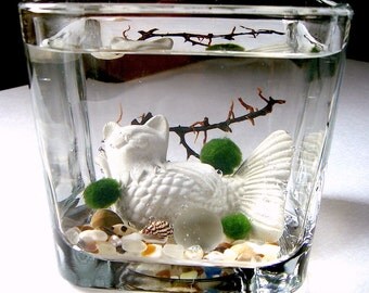 Live Marimo Balls and MerCat Katfish Cat Mermaid Single Terrarium #2
