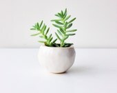 1 Milky White Planter M/S Pot with Drainage READY TO SHIP