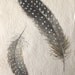 Watercolour guinea fowl feather original painting illustration study spotty spotted feather