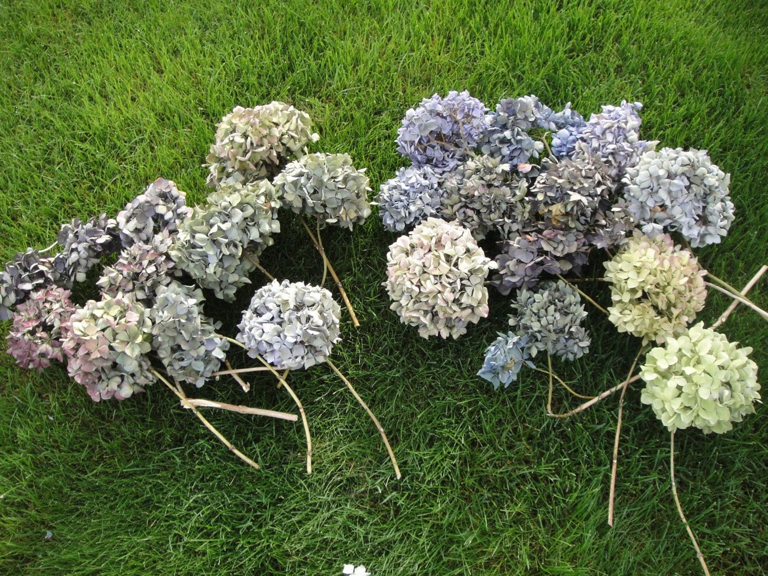 Dried Hydrangeas Mixed Assortment