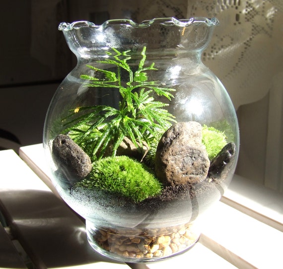 Terrarium Moss TerrariumGlass Terrarium with Fan Club Moss