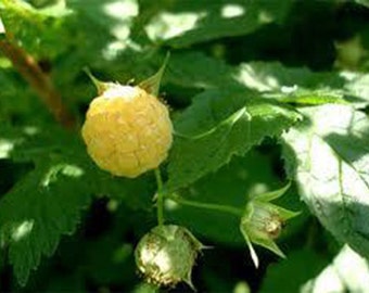 25 White Raspberry Seeds-1277