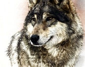 Open edition print from original pencil drawing of Timber Wolf dog pet Portrait colored