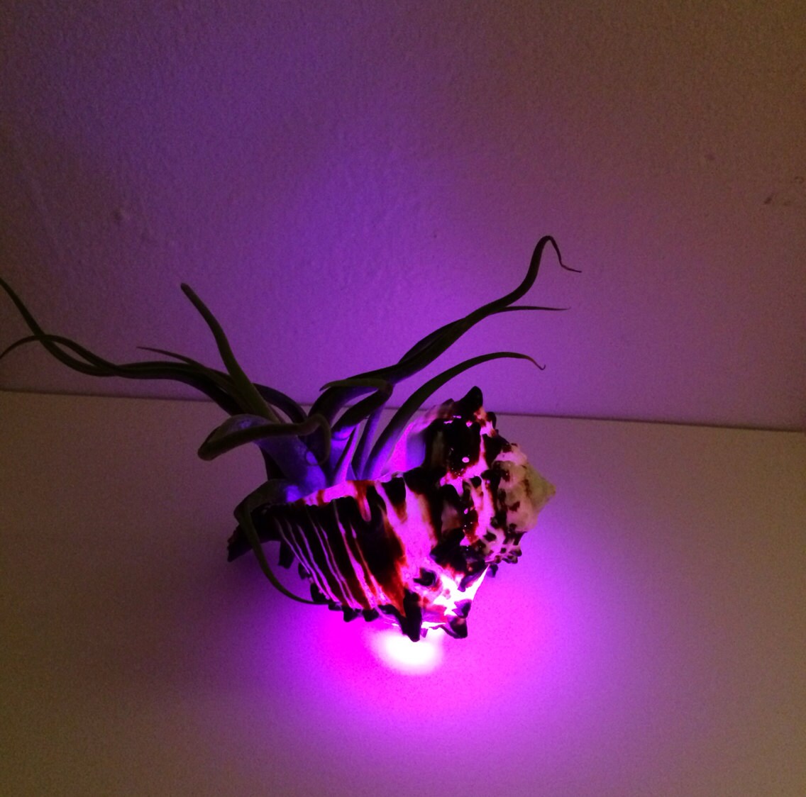 Small Dayglow Planter main image 1