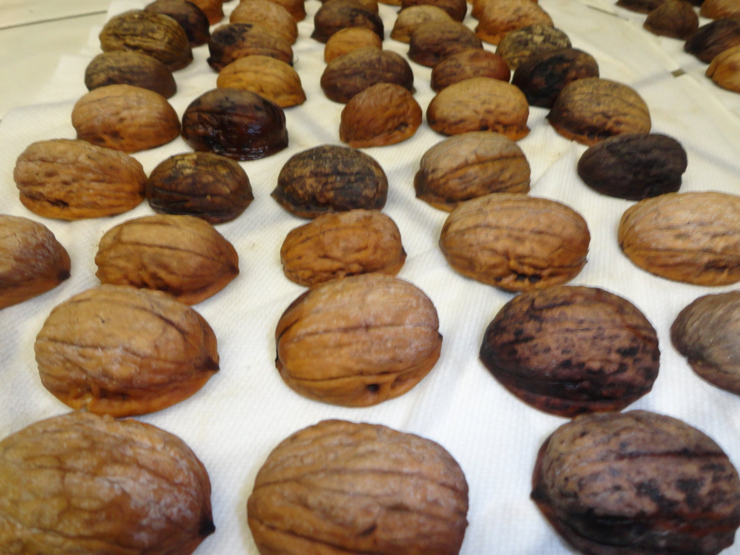 15 walnut shell halves for your projects