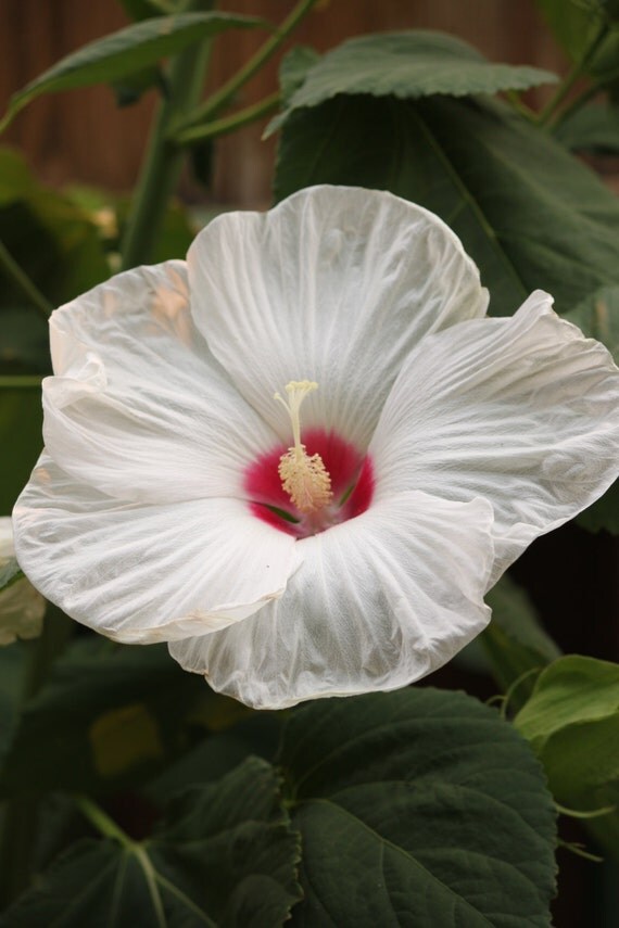 White Hardy Dinner Plate Hibiscus perennial by