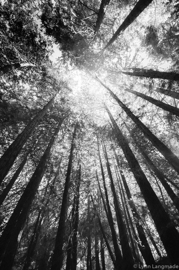 Black and White Photography california redwood trees tree