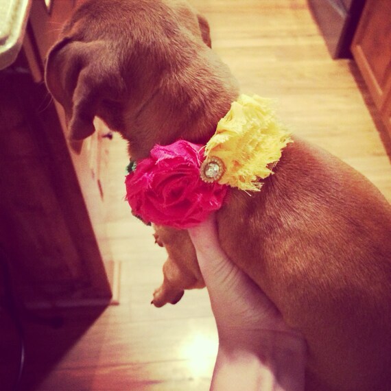 Items similar to Shabby chic dog collar on Etsy