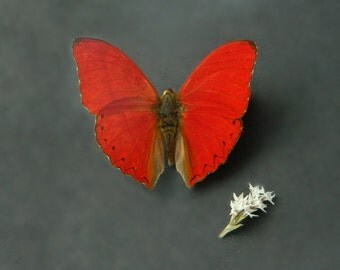 Real Dried Butterfly Specimen, Red Butterfly, DIY Décor, Terrarium Accent, Photography Prop, Butterfly Photography, Crafts