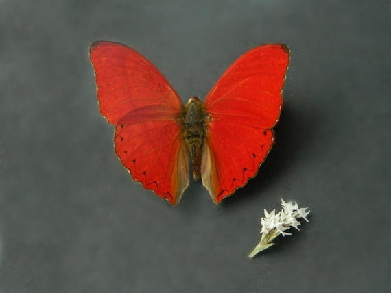 Real Dried Butterfly Specimen Red Butterfly DIY Décor