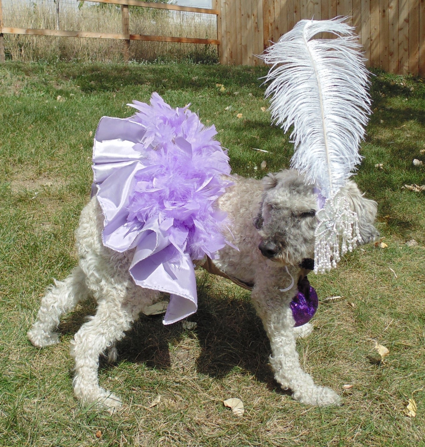 Las Vegas Showgirl Dog Costume medium dog
