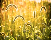 Golden Grass, Grass and Weed Photography, Free Shipping USA